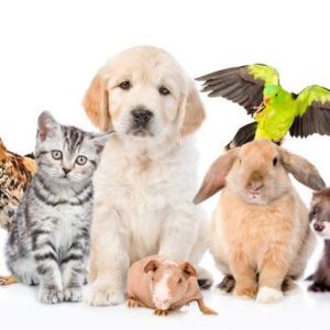 Lápidas El Salvador